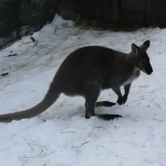 Australijski kangur w śniegu. Może to symbolizuje skup australijskiego kangura 1 uncja złota, który jest cenniejszy niż zimowe futro.
