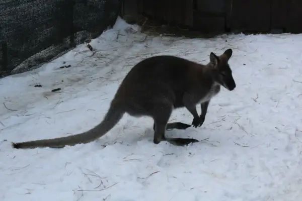 Australijski kangur w śniegu. Może to symbolizuje skup australijskiego kangura 1 uncja złota, który jest cenniejszy niż zimowe futro.